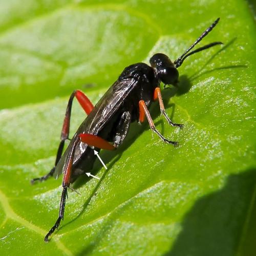 Macrophya diversipes